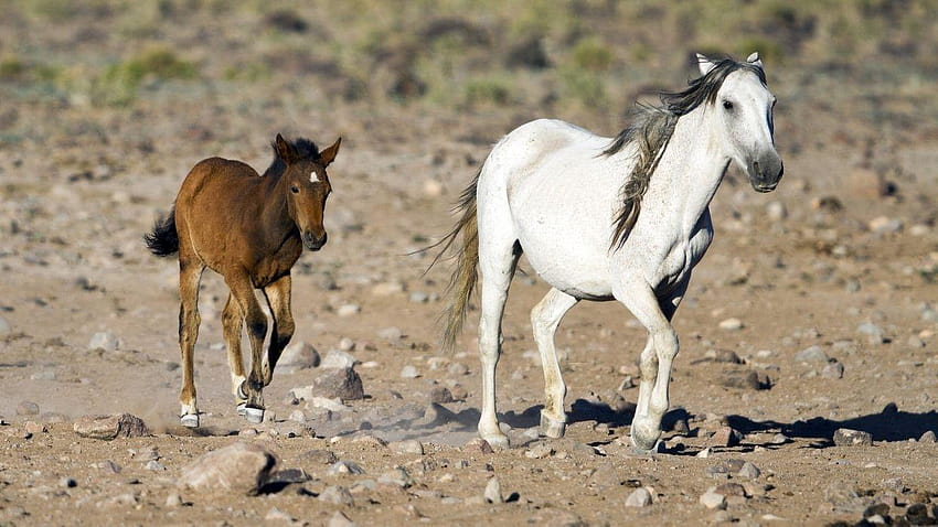 Horse mare foal mother baby couple family running, mare and foal HD wallpaper