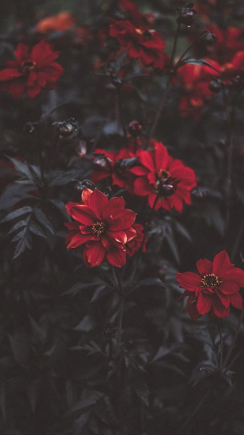 flor roja, horticultura fondo de pantalla del teléfono