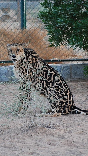 National Geographic Wallpaper] King Cheetah cub (새끼 왕치타)