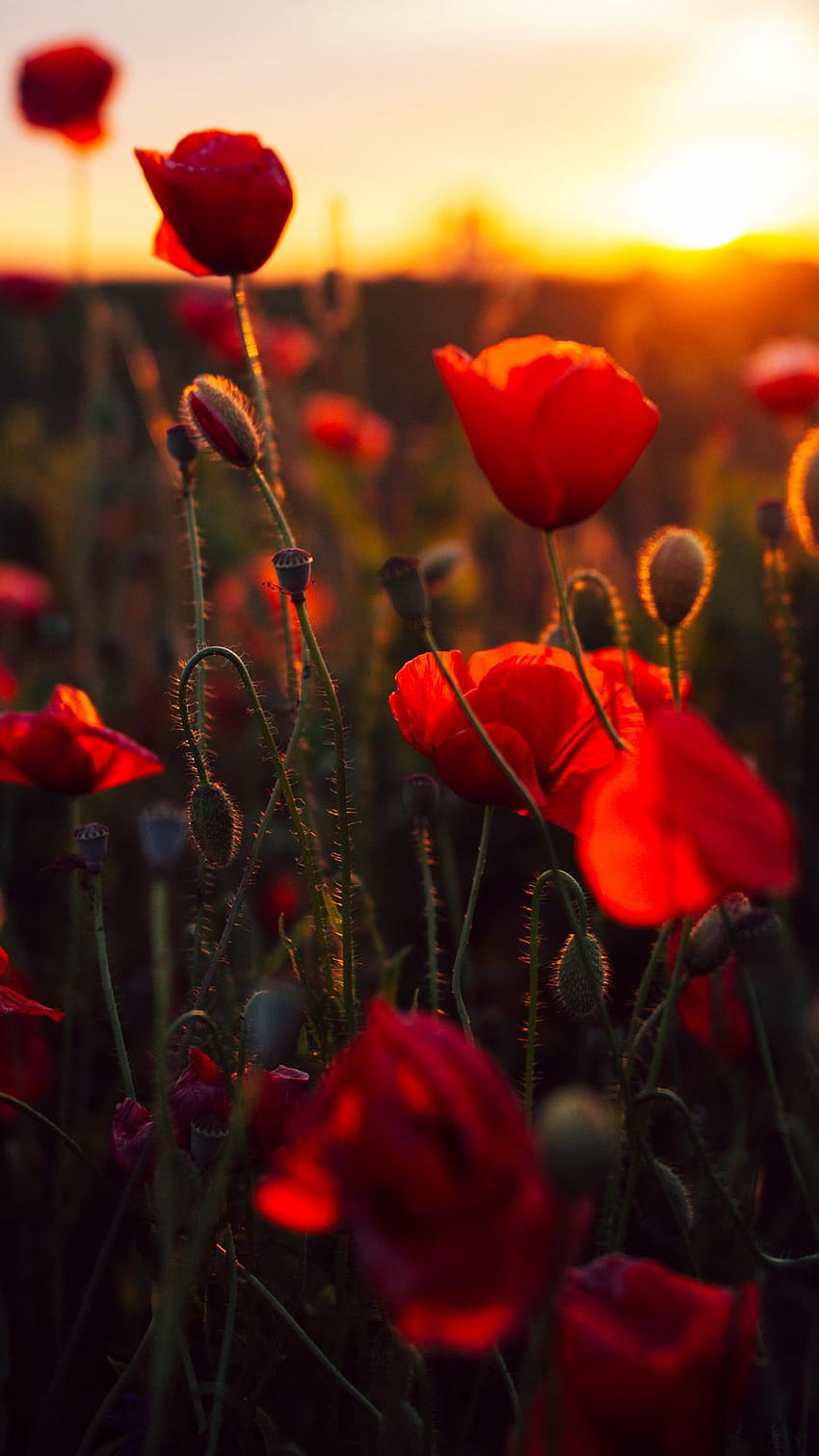 938x1668 papaveri, rosso, fiori, campo, tramonto iphone 8/7/6s/6 per sfondi parallasse, fiori al tramonto Sfondo del telefono HD