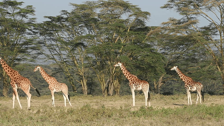 Jerapah Rothschild, Taman Nasional Danau Nakuru, Kenya Stock Video Wallpaper HD