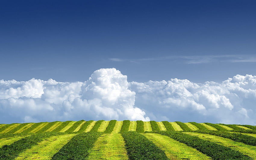 Grass Green Field Over Clouds, crop over HD wallpaper