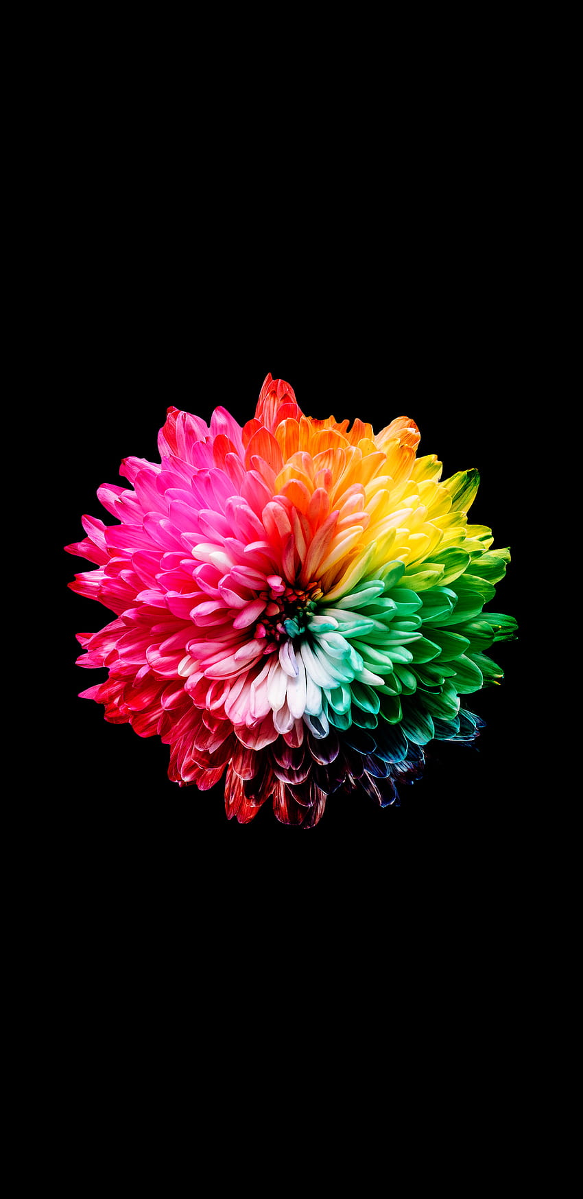 Super AMOLED for android, super amoled flower HD phone wallpaper | Pxfuel