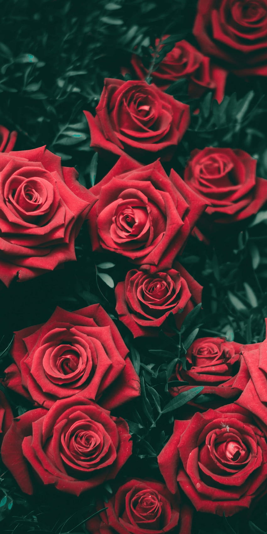 Rose Cute Red Aesthetic, urocza czerwona róża w estetyce Tapeta na telefon HD