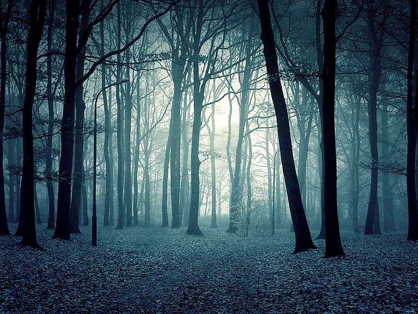 Best 3 Forest Woods on Hip, magical autumn wind HD wallpaper