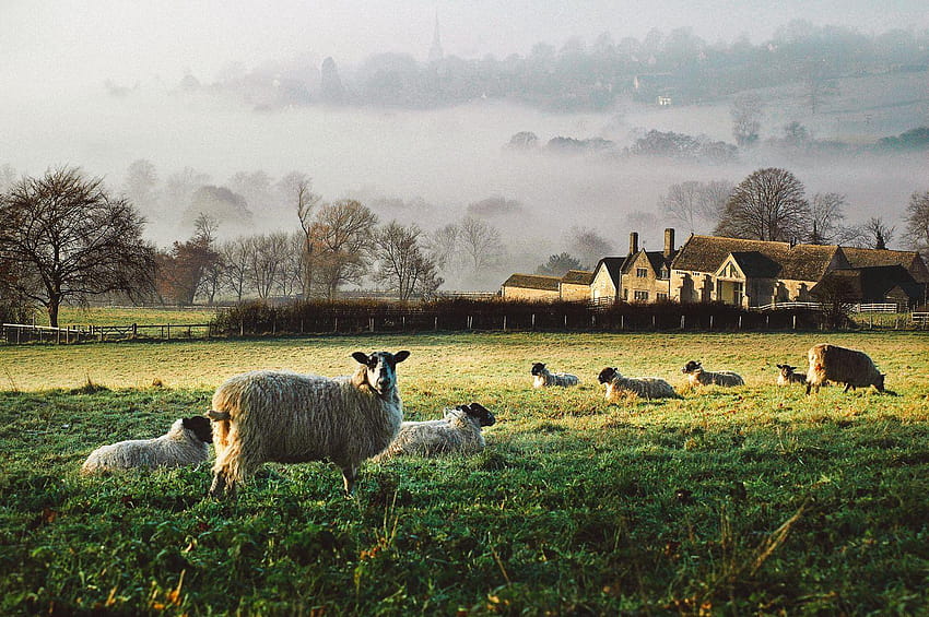 20 Fakta Yang Perlu Anda Ketahui Sebelum Berkunjung Ke UK, british farms english rural Wallpaper HD