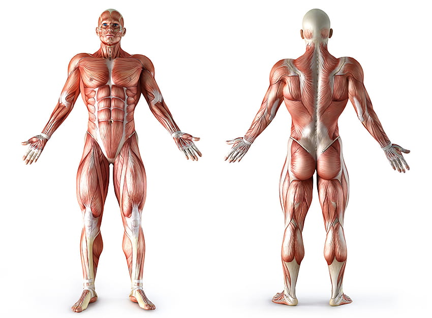 Мускули на човешкото тяло Png, мускулна анатомия HD тапет