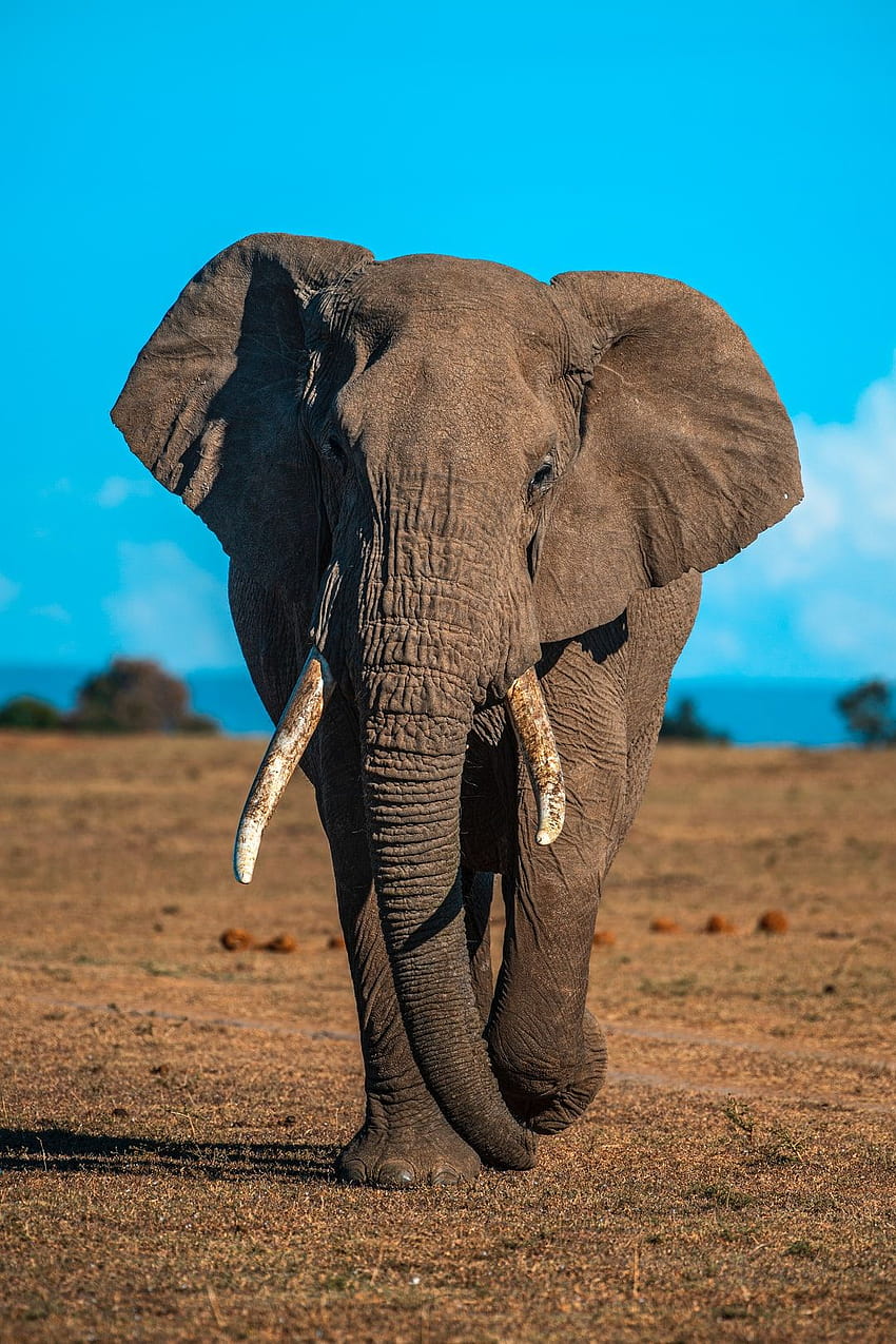 Elefante: [50 HQ], andróide da vida selvagem africana Papel de parede de celular HD