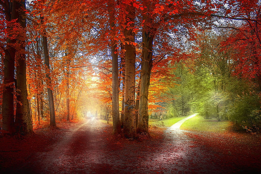 fall, paths, leaves, meadows, autumn, yellow, orange, park HD wallpaper