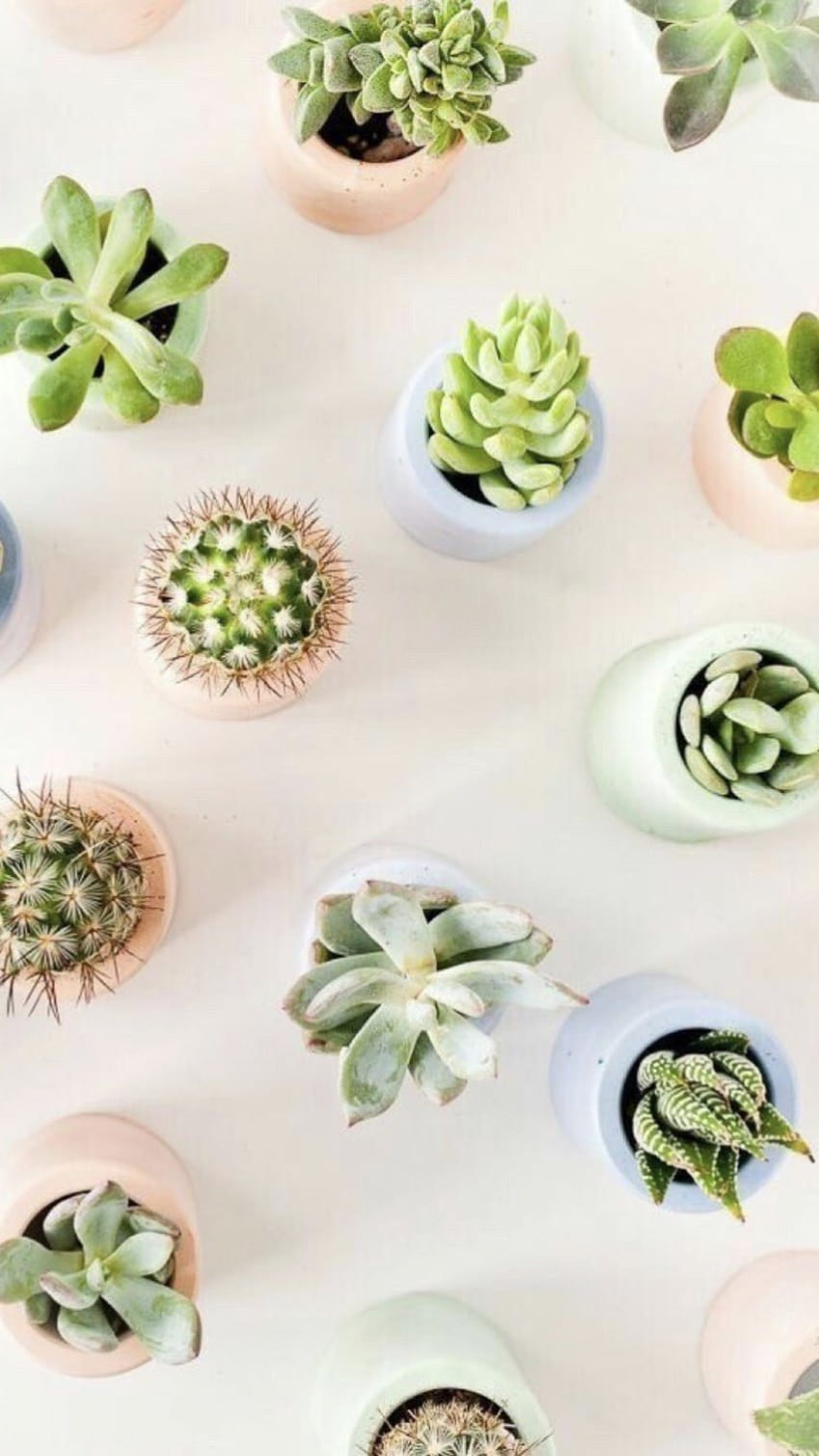 cactus, plants and aesthetic, cute aesthetic cactus HD phone wallpaper