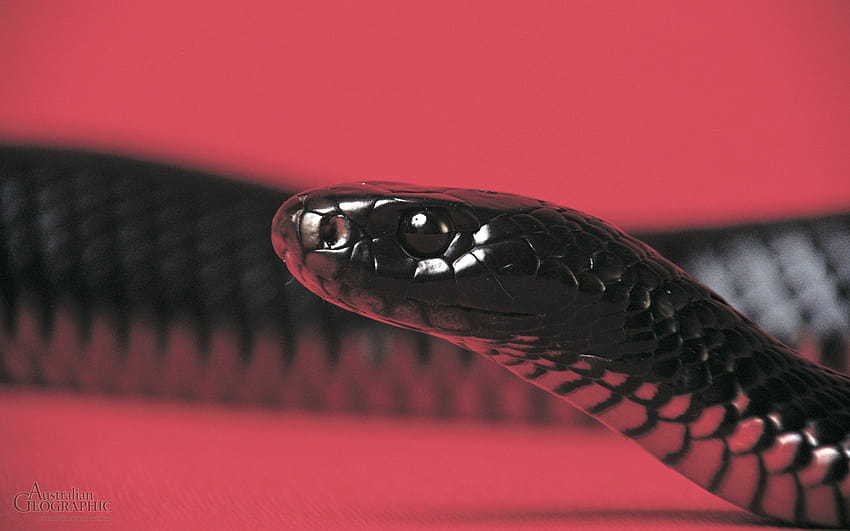 Red Bellied Black Snake Backgrounds 78277, red snakes HD wallpaper