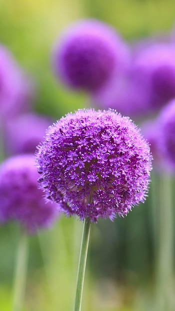 Purple Allium Flowers Plants In Blur Background 4K HD Flowers Wallpapers |  HD Wallpapers | ID #110084