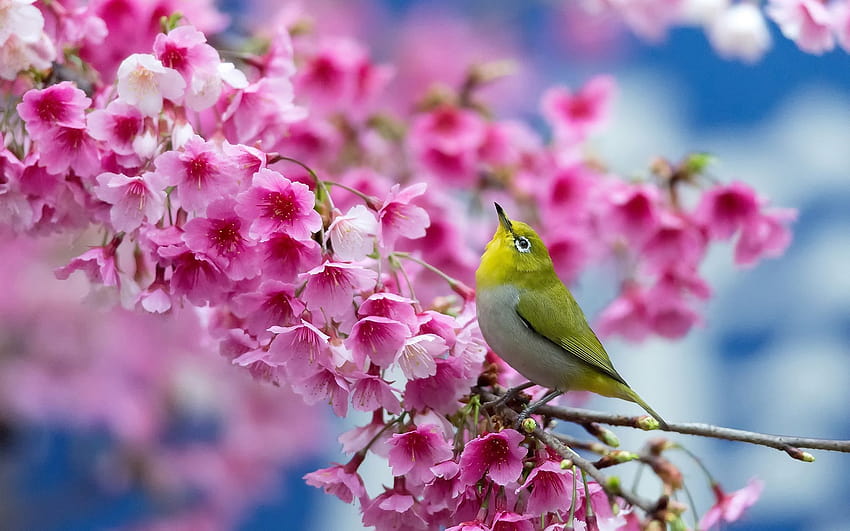 2 Most Beautiful of Spring, spring time birds HD wallpaper