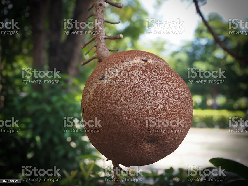 ✓ Close up Cannon ball or Sala Lanka fruit,Couroupita HD wallpaper