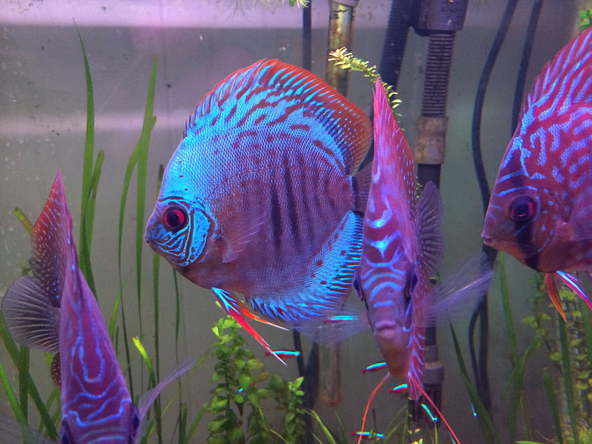 Big blue:, culter fish HD wallpaper