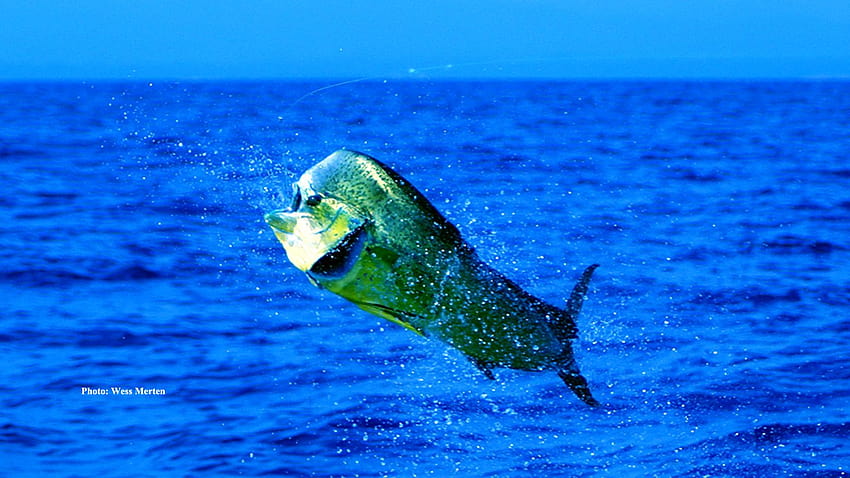 Watercolor handdrawn mahimahi fish illustration  jumping up Character  logo children wallpaper doodle cartoon Marine clip art Ocean sea  inhabitant Stock Illustration  Adobe Stock