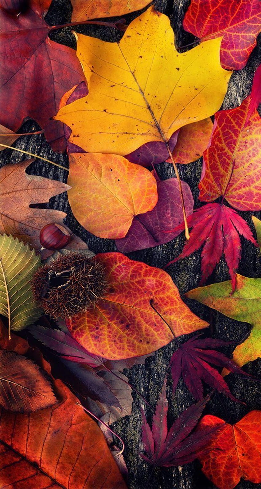 208 най-добри Ден на благодарността, есенни листа за благодарност HD тапет за телефон