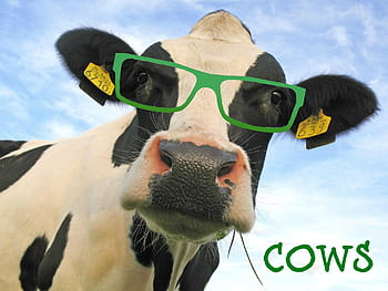 Page 3 | cow cartoons HD wallpapers | Pxfuel