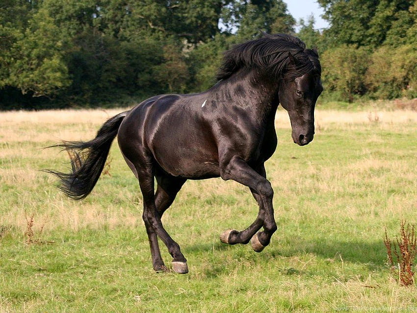 Pferde Asiatisches schwarzes Pferd für Iphone 5 Hintergründe, schwarze Pferde HD-Hintergrundbild