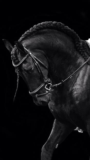 Download wallpaper 1125x2436 running horse animal iphone x 1125x2436 hd  background 5178
