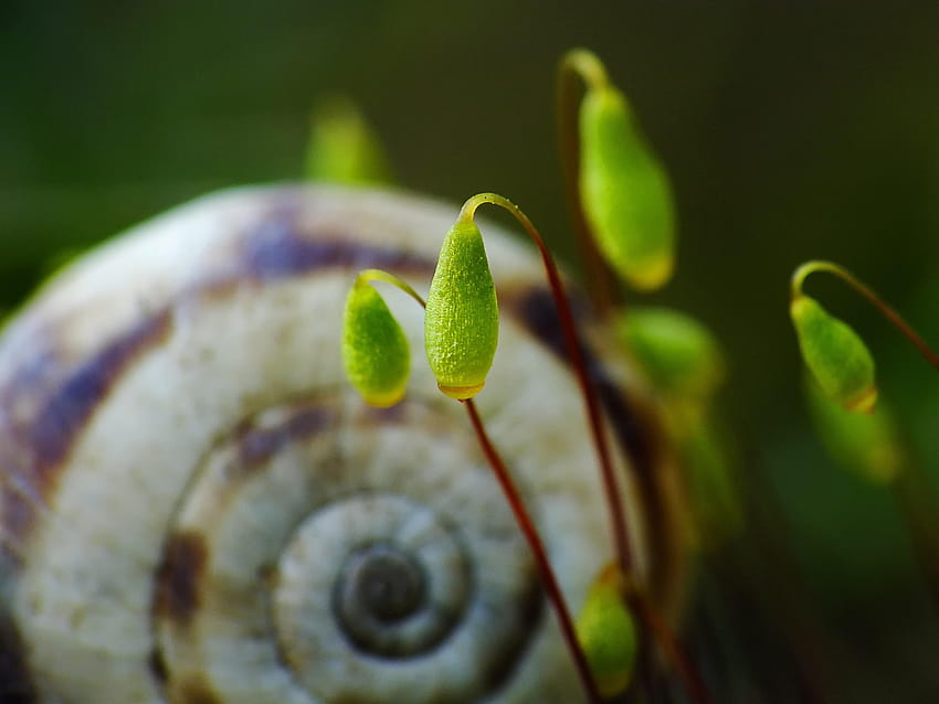 nature, Moss, Green, Macro, Spiral, Snail HD wallpaper