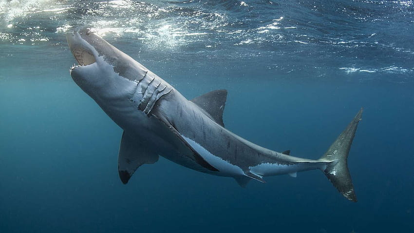 ホオジロザメがボストンの漁師から魚を盗んでいる、サメを食べる 高画質の壁紙