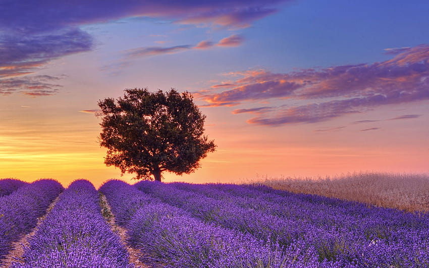 Best 4 Provence Lavender on Hip, lavender fields france HD wallpaper ...