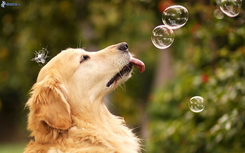 Cute Summer Golden Retriever Puppy, summer golden retrievers HD wallpaper