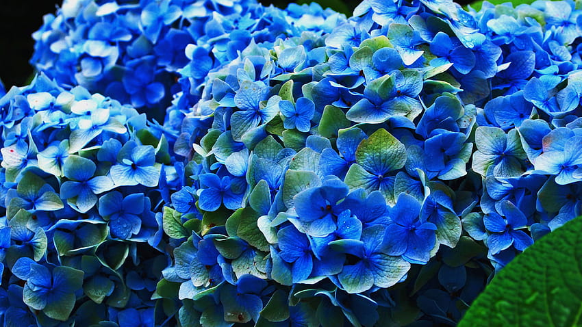 Bunga biru Hydrangea Closeup 3840x2160, komputer hydrangea Wallpaper HD