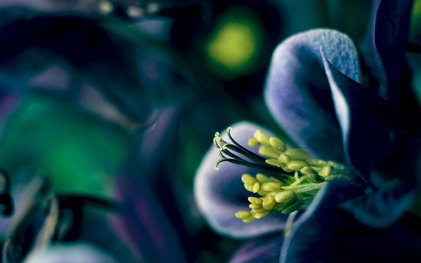 : nature, green, yellow, blue flowers, color, leaf, flower, flora, hand, darkness, petal, 1920x1200 px, computer , land plant, flowering plant, close up, macro graphy 1920x1200, yellow and blue flowers HD wallpaper