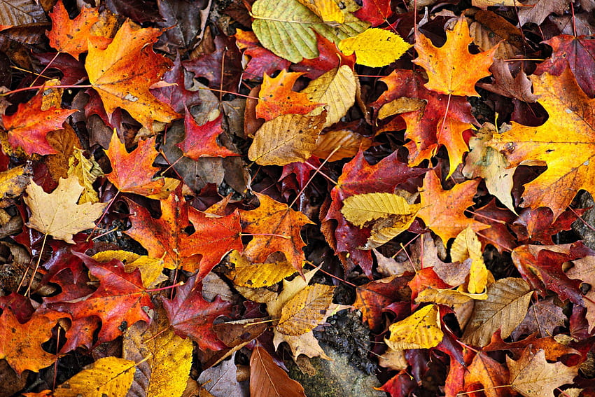 Cute Rustic Fall Herbst Hintergrund, rake HD wallpaper