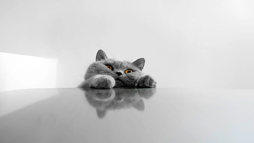 Lovely Cat, grey cat HD wallpaper | Pxfuel