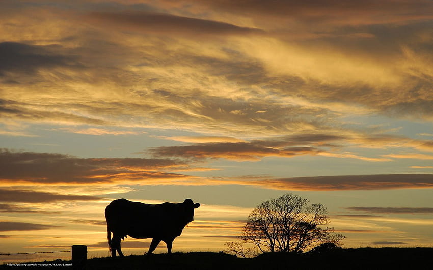 sunset, cow, nature in, sunset cow HD wallpaper