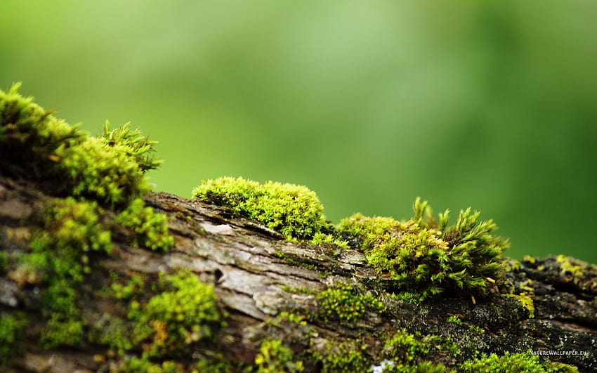 500 Moss Pictures  Download Free Images on Unsplash