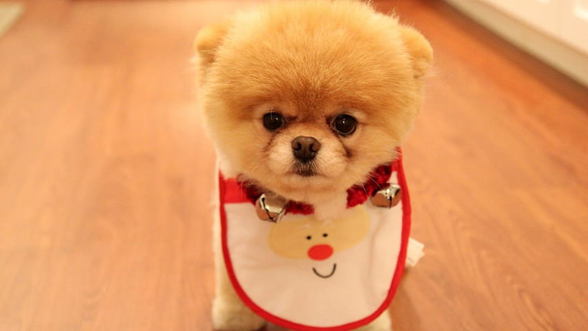 Cute Dog Christmas in formato jpg per, simpatico animale natalizio Sfondo HD