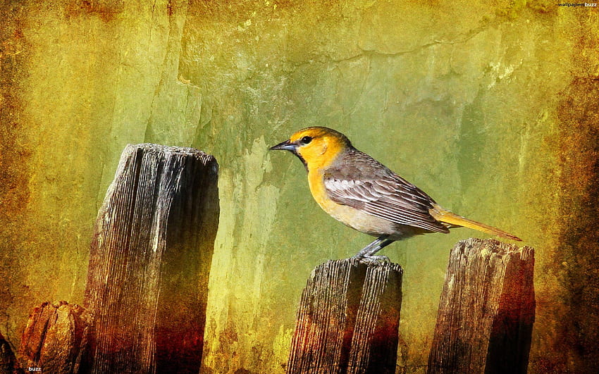 Bird On a Fence, birds on a fence HD wallpaper | Pxfuel