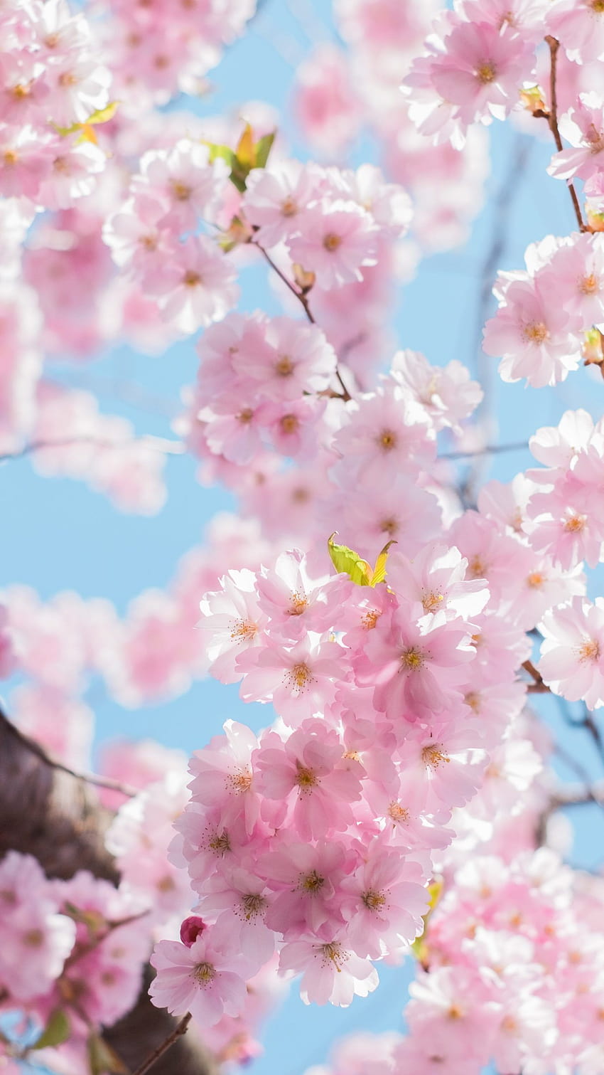 Blossoming of Hanami, spring mobile HD phone wallpaper | Pxfuel