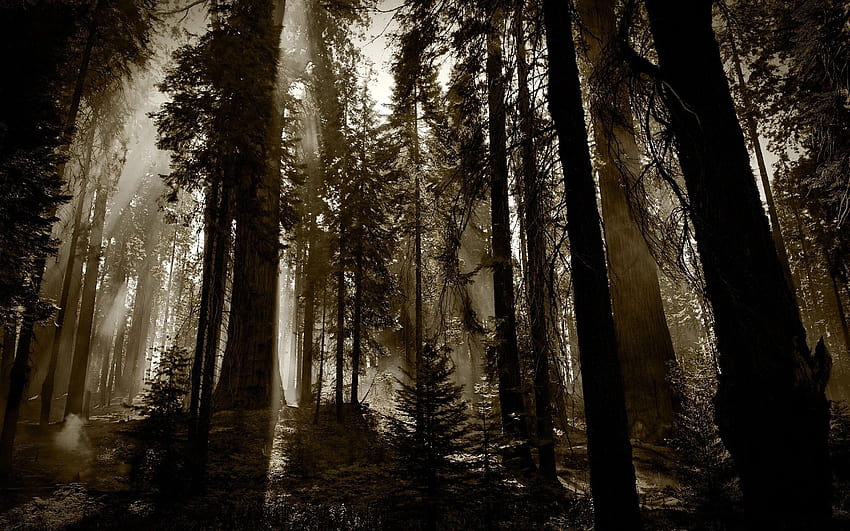 Ominous forest HD wallpaper