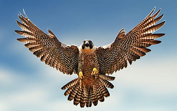 Peregrine falcon HD wallpapers | Pxfuel