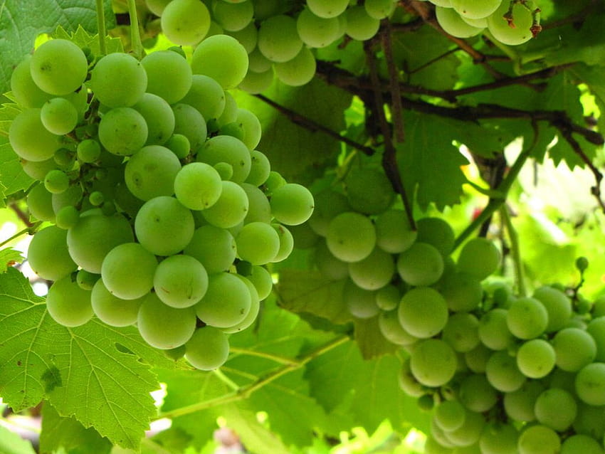 Healthy green grapes, grape women HD wallpaper
