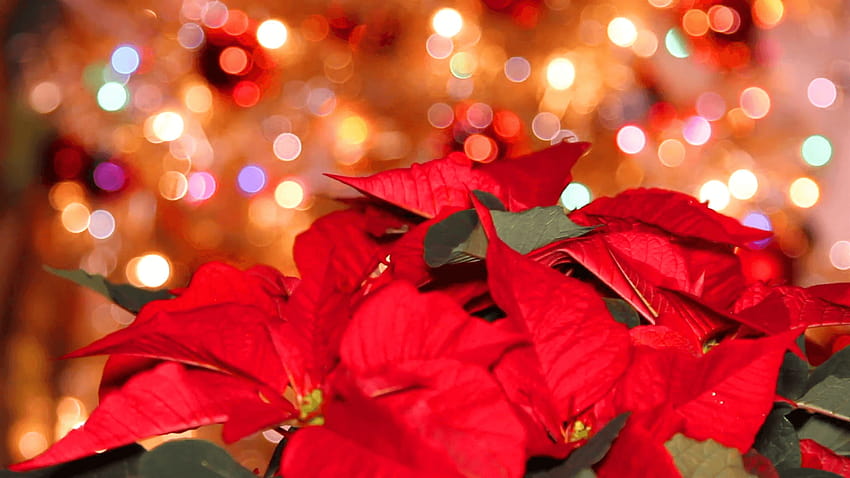 Poinsettia rossa o fiore di Natale con effetti di luce e poinsettie luminose e natalizie Sfondo HD