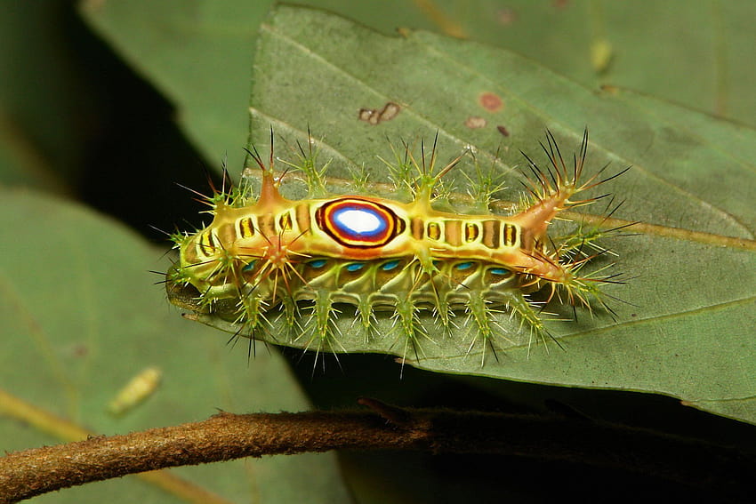 Insetti verdi bug mantis macro primo piano natura farfalla ragno Sfondo HD