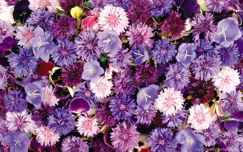 hermoso fondo de pantalla de flor morada