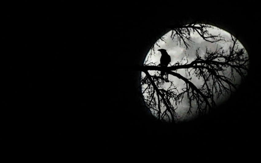 Dunkler Waldmond Galerie, dunkler Wald mit Mond HD-Hintergrundbild
