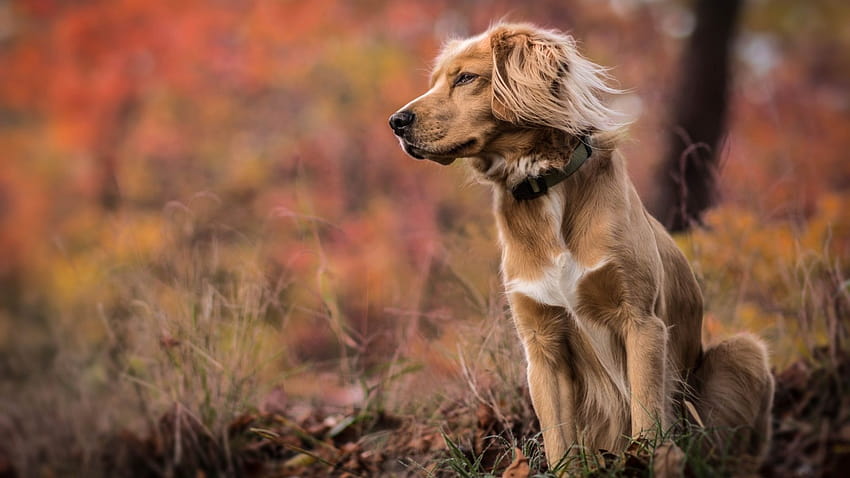 Full golden retriever dog guard grass field, Backgrounds, guard dogs HD wallpaper