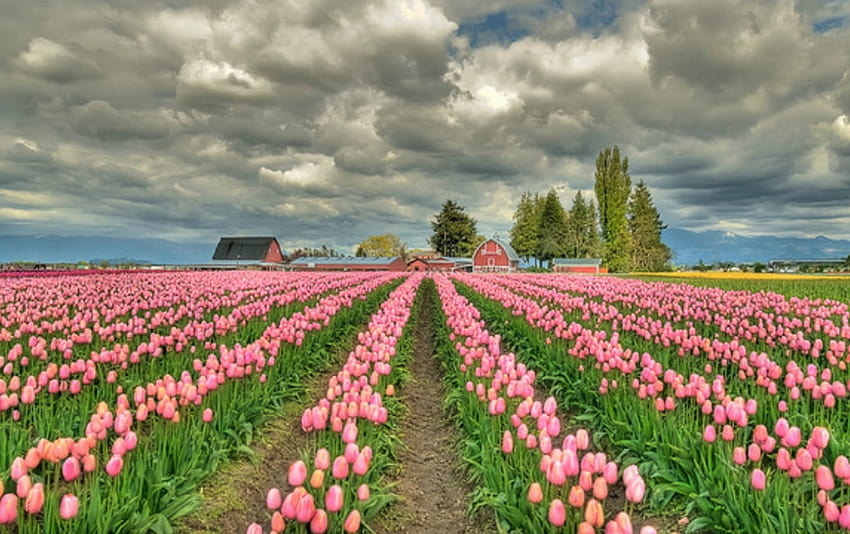 Campo de tulipanes rosas, campo de tulipanes fondo de pantalla
