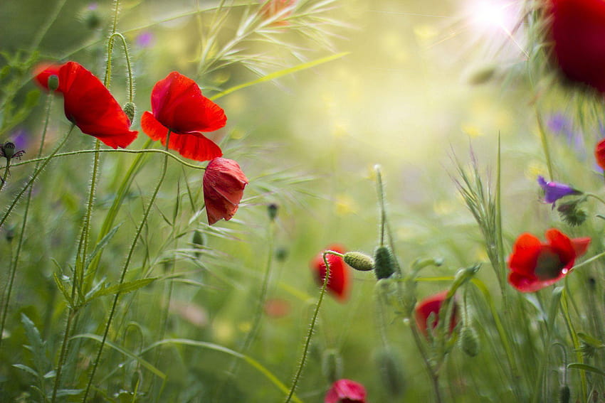 붉은 잔디 필드 꽃 양귀비 여름 양귀비, 옥수수 양귀비 HD 월페이퍼
