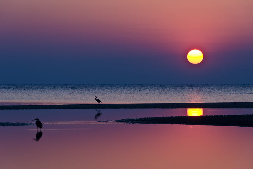 4861x3241 พระอาทิตย์ตก นกกระสา พื้นดินชื้น ทะเล ชายหาด – วอลล์เปเปอร์ HD
