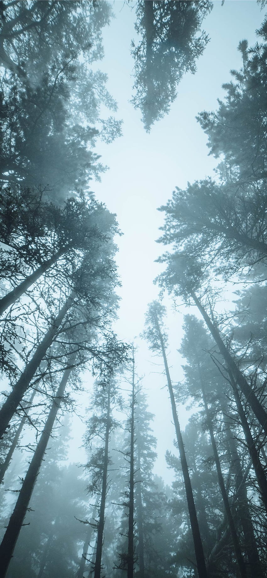Bestes Wald-iPhone X HD-Handy-Hintergrundbild