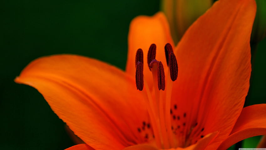 background, Orange Lily HD wallpaper